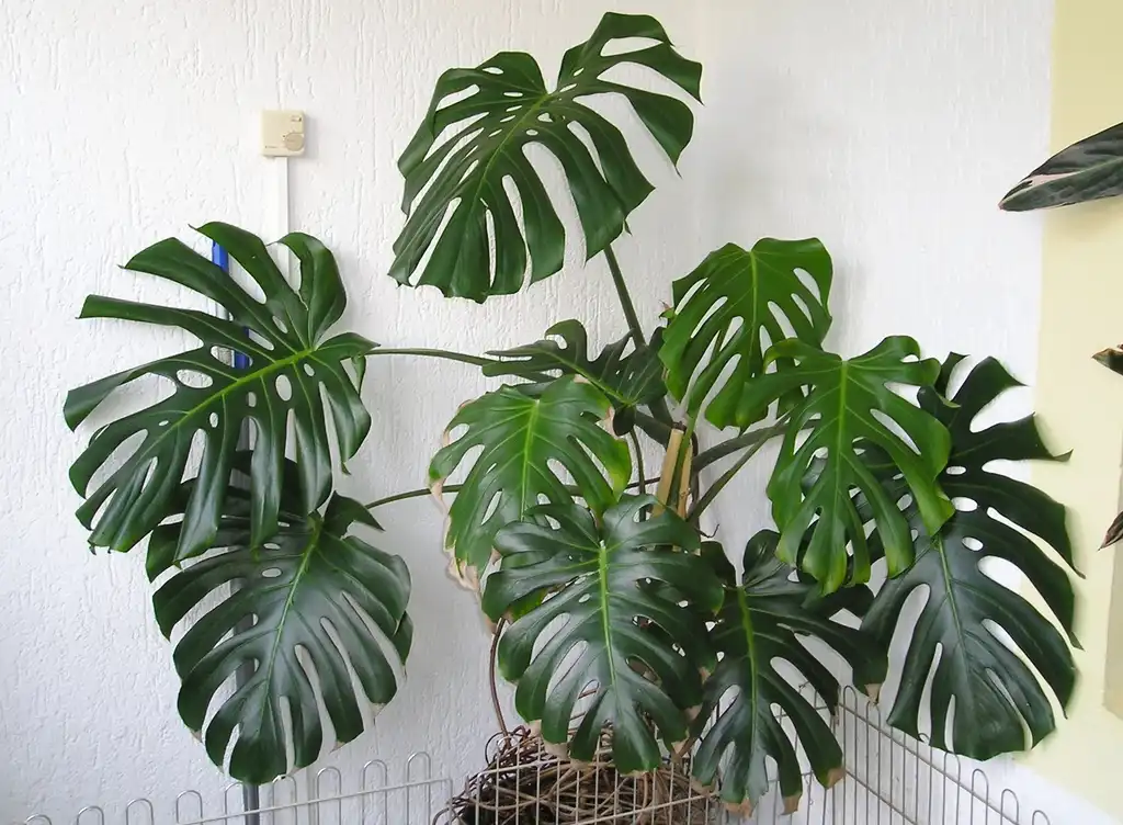Photo of Monstera deliciosa (Monstera deliciosas)