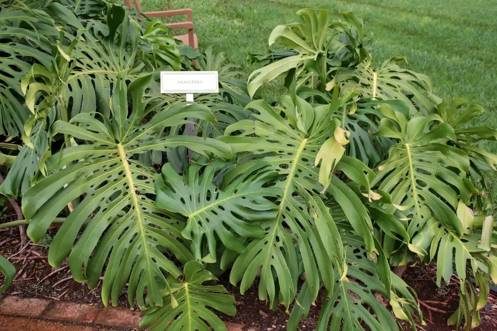 Photo of Monstera deliciosa (Monstera deliciosas)