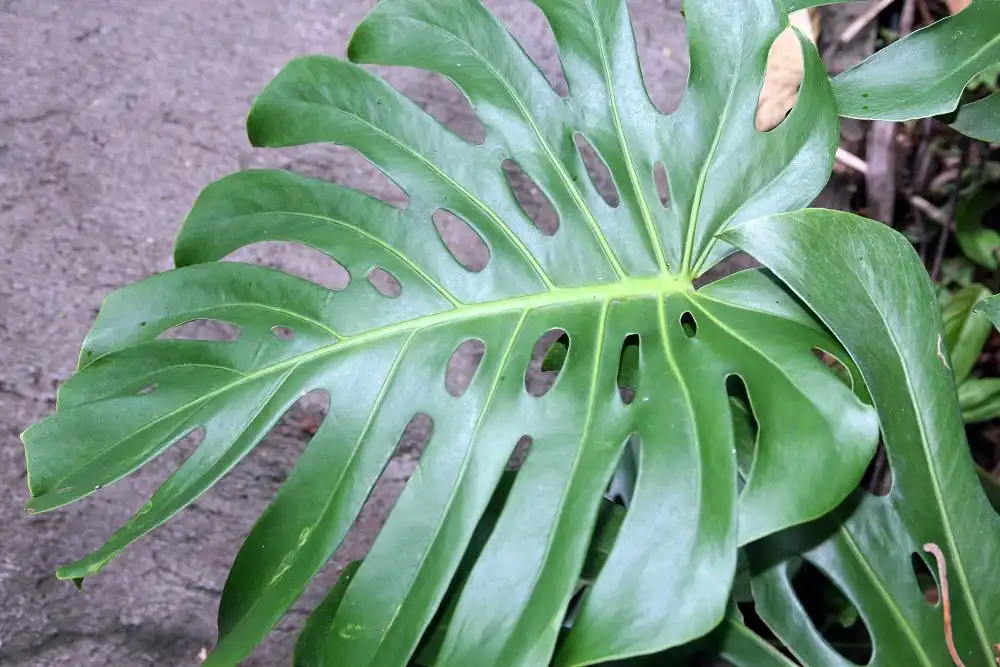 Photo of Monstera deliciosa - Leaf closeup:David J. Stang