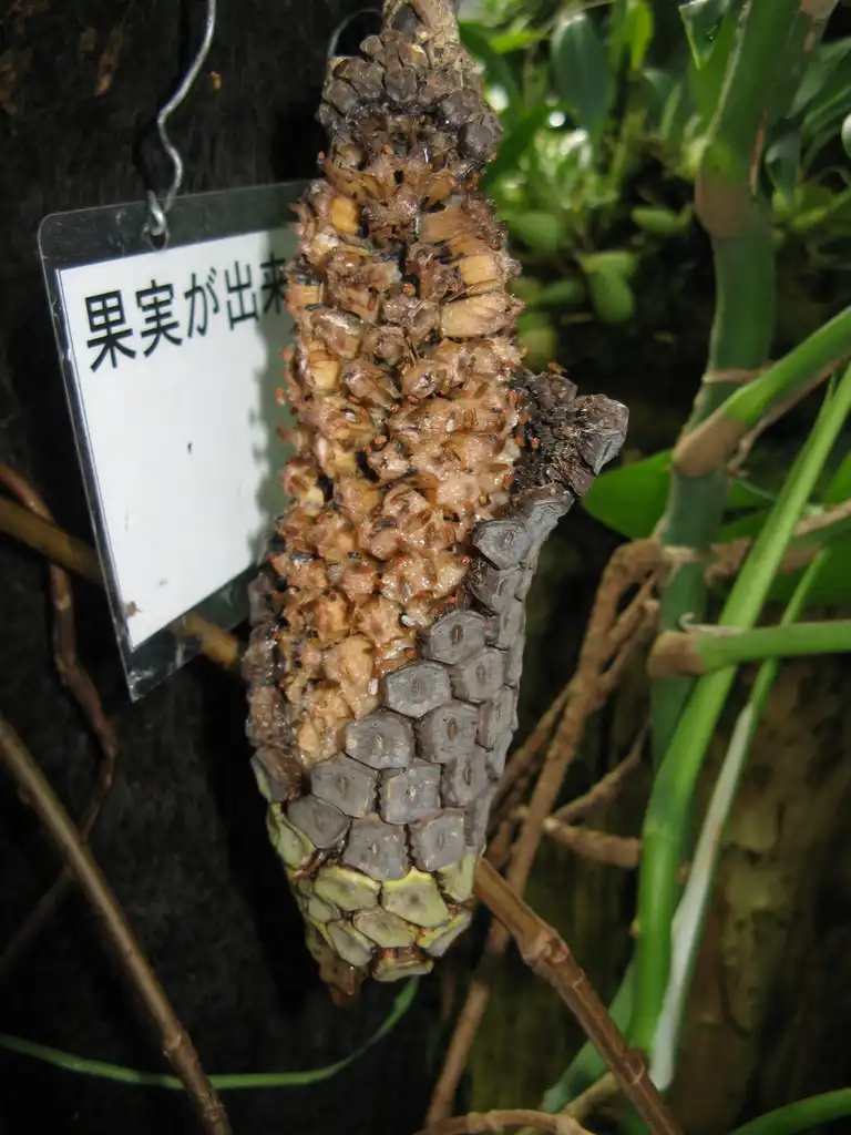 Photo of Monstera deliciosa - Fruit:KENPEI