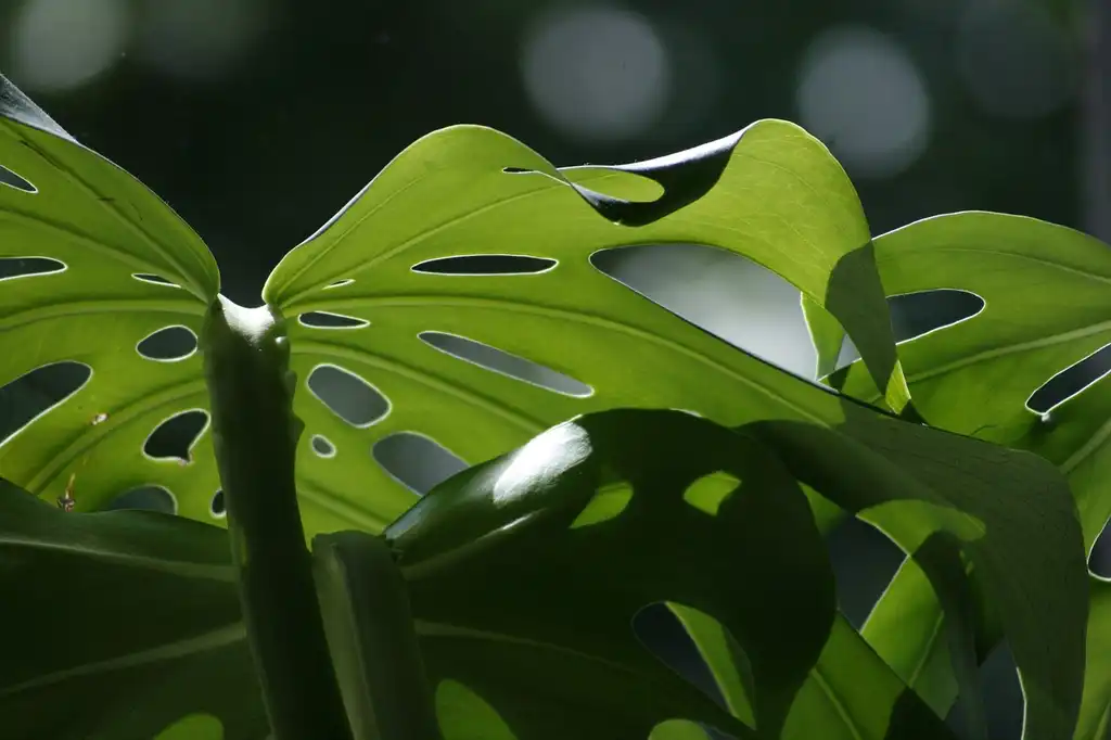 Photo of Monstera deliciosa - Leaf attachment: