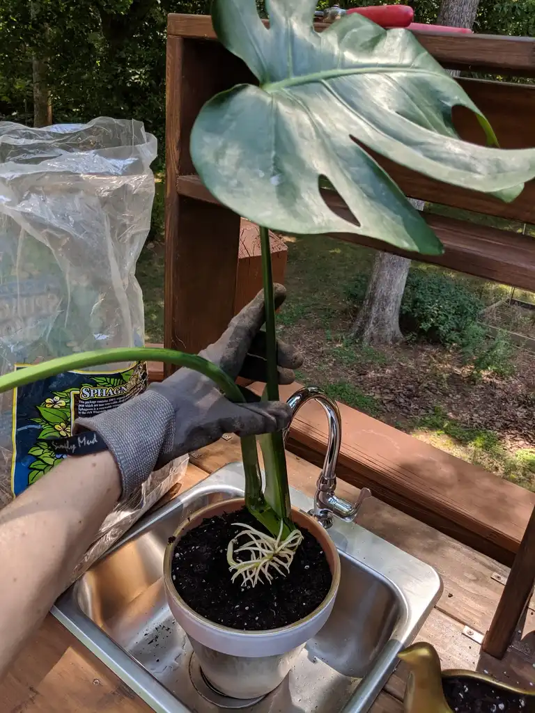 Photo of Monstera deliciosa - Roots (Carrabus County,NC):Hope Duckworth