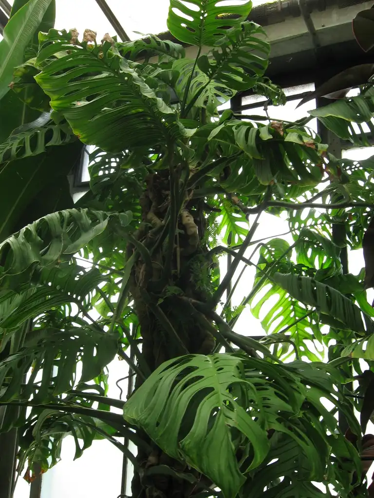 Photo of Monstera epipremnoides (Monstera epipremnoidess)