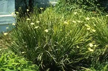 Photo of Moraea (Moraeas)