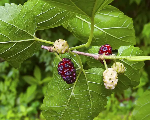 Photo of Morus alba (Morus albas)