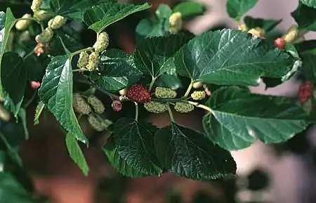 Photo of Morus alba (Morus albas)