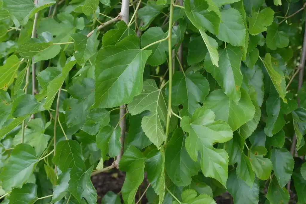 Photo of Morus alba - 'Pendula' Leaves:Jim Robbins