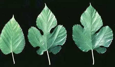 Photo of Morus alba - Morus alba Leaves: