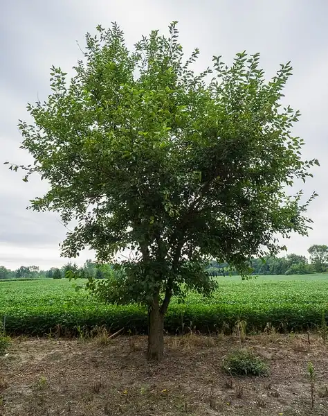 Photo of Morus alba - Morus alba Form:R. D. Richards