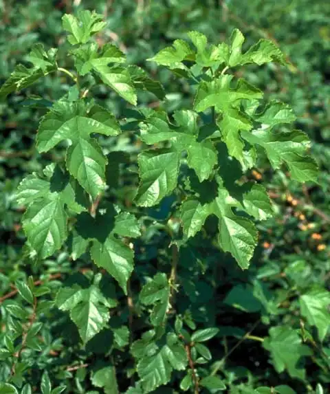 Photo of Morus alba - Morus alba Seedling:J. Neal