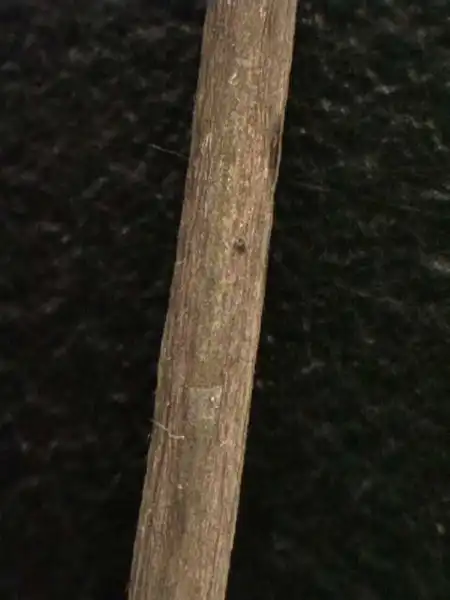 Photo of Morus alba - Morus alba stem:Alexander Krings