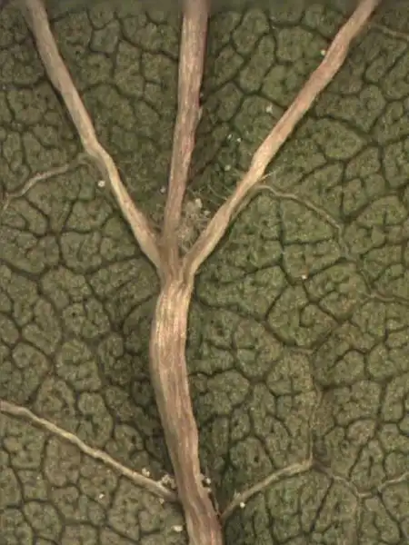 Photo of Morus alba - Morus alba abaxial leaf surface:Alexander Krings