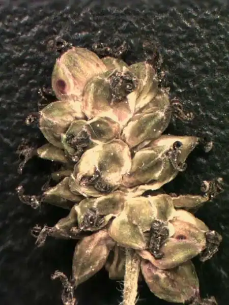 Photo of Morus alba - Inflorescence:Alexander Krings