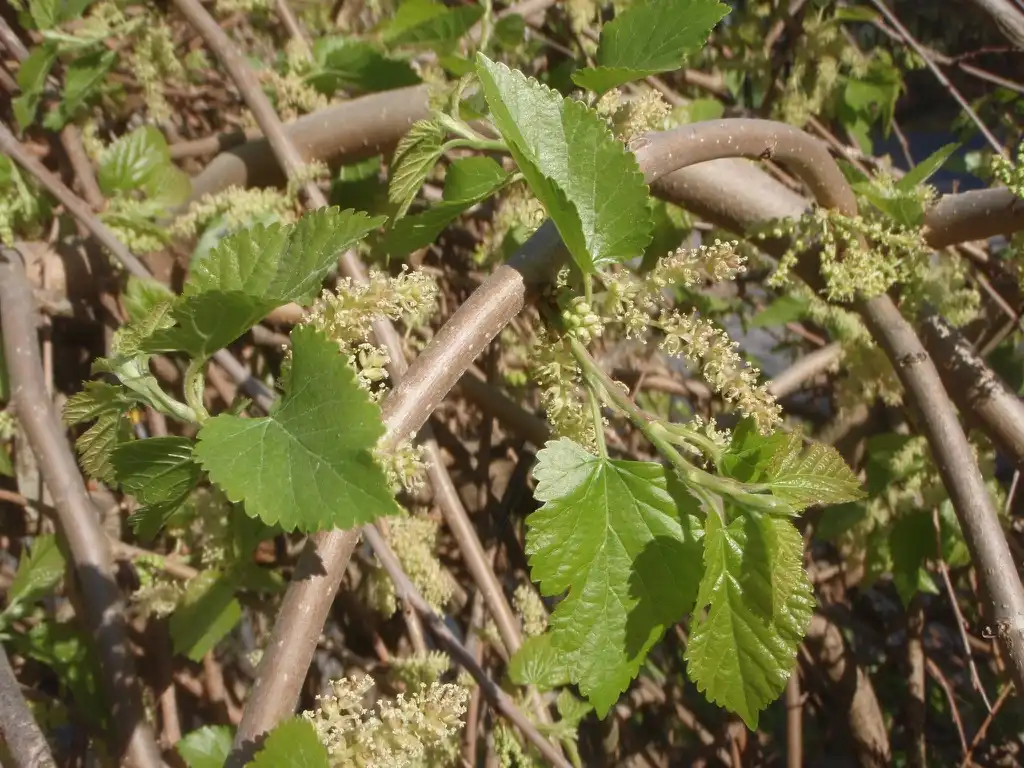 Photo of Morus alba - Flower and Leaves:Jim Robbins