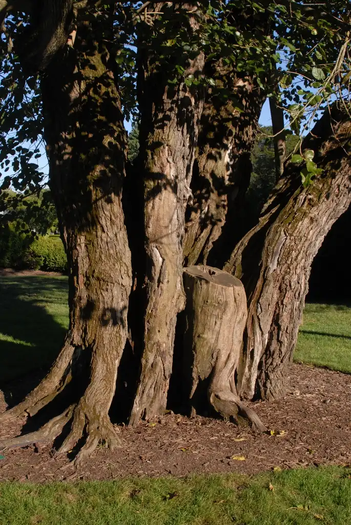 Photo of Morus alba - Bark:Jim Robbins