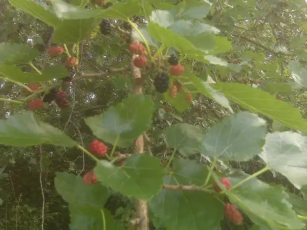 Photo of Morus rubra 'Illinois Everbearing' (Morus rubra 'Illinois Everbearing's)