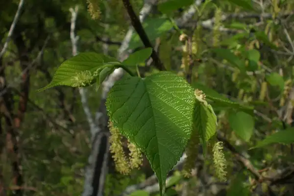 Photo of Morus rubra 'Travis' (Morus rubra 'Travis's)