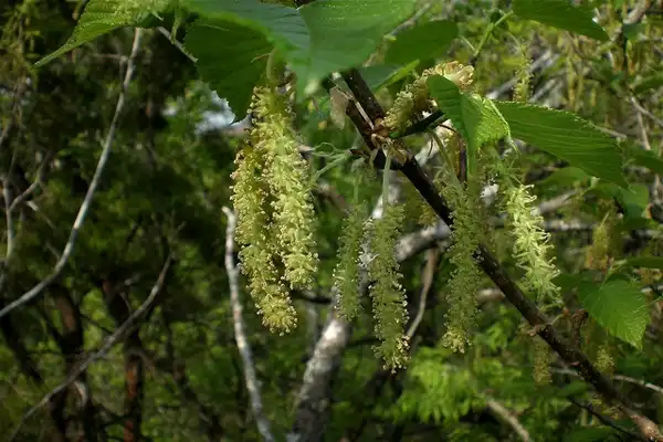 Photo of Morus rubra 'Travis' (Morus rubra 'Travis's)