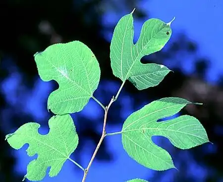 Photo of Morus rubra (Morus rubras)