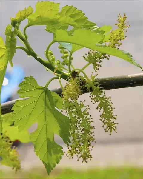 Photo of Morus rubra - Morus rubra Emerging Berries:Dan Mullen