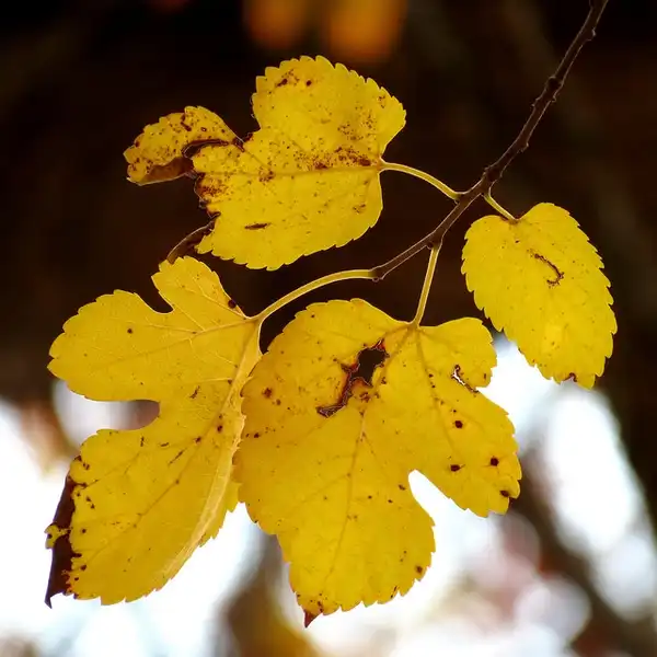 Photo of Morus rubra - Morus rubra Autumn Leaves:Katja Schultz