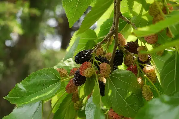Photo of Morus rubra - Morus rubra Fruit: