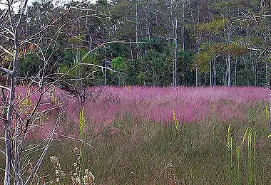 Photo of Muhlenbergia capillaris (Muhlenbergia capillariss)