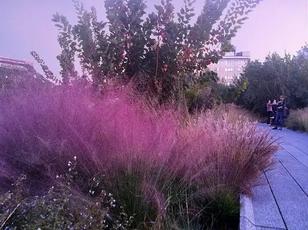 Photo of Muhlenbergia capillaris (Muhlenbergia capillariss)
