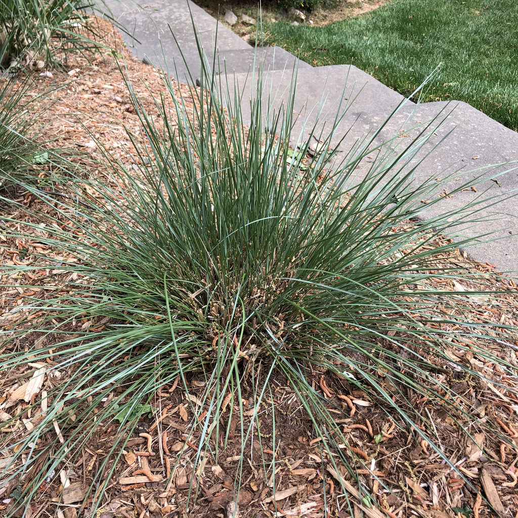 Photo of Muhlenbergia capillaris - Full Form (Durham County,NC)-Spring:Andrea Laine