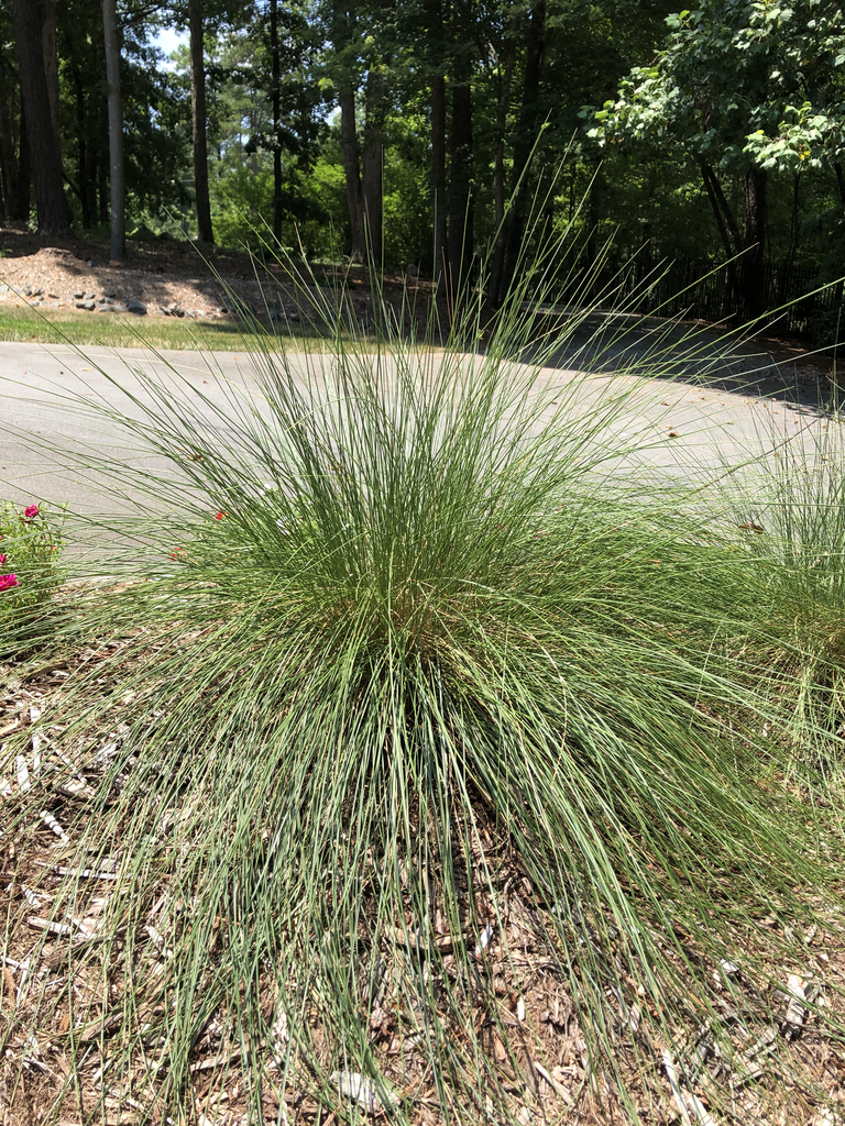 Photo of Muhlenbergia capillaris - Form (Durham County)-Mid Summer:Andrea Laine