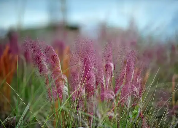 Photo of Muhlenbergia capillaris - Muhlenbergia capillaris foliage:Heather Paul