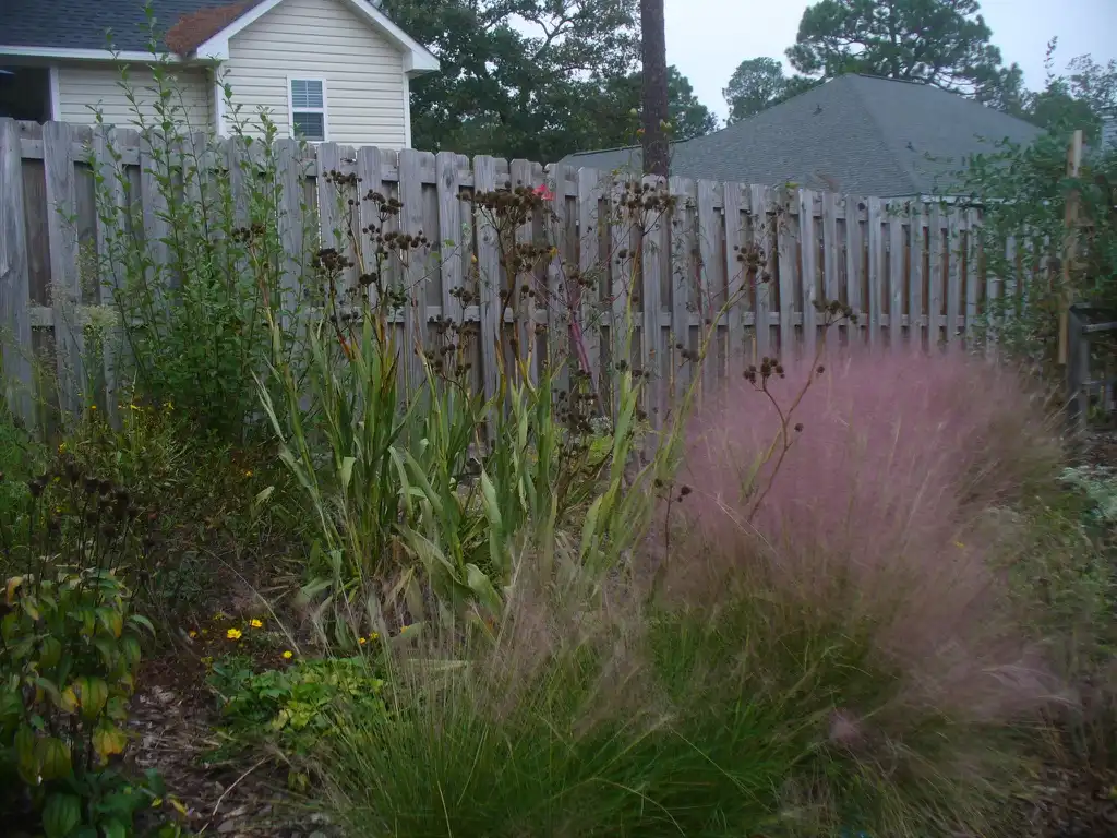 Photo of Muhlenbergia capillaris - Muhlenbergia capillaries with Eryngium yuccifolium in fall in Moore County:Susan Strine