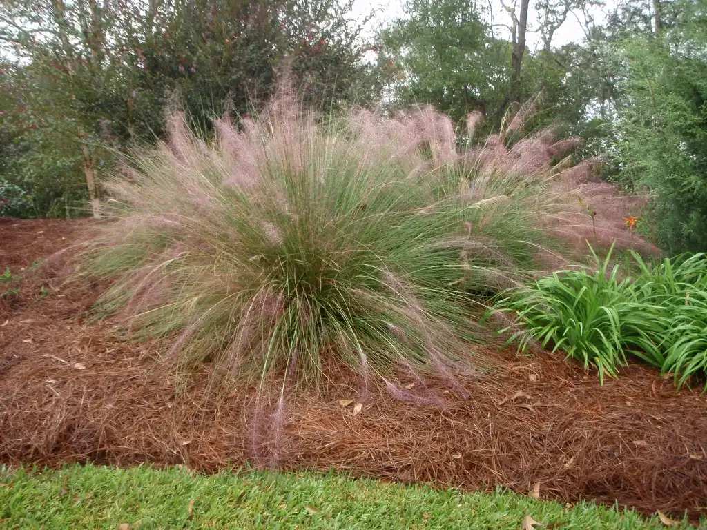 Photo of Muhlenbergia capillaris - Growth habit:Jim Robbins