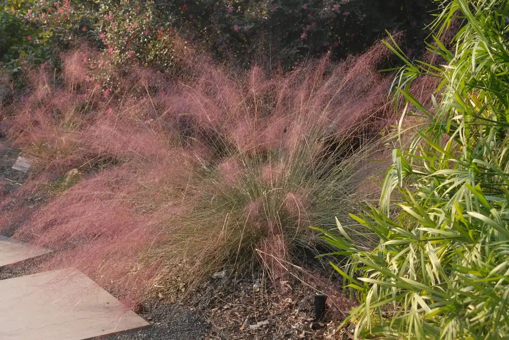 Photo of Muhlenbergia capillaris - Full Form:Jim Robbins