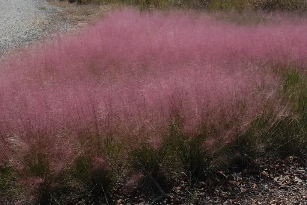 Photo of Muhlenbergia capillaris - Plant Close-Up:Jim Robbins