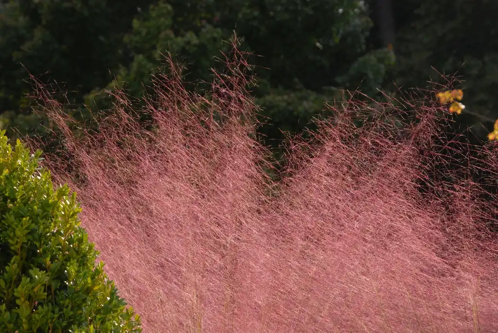 Photo of Muhlenbergia capillaris - Flowers:Jim Robbins