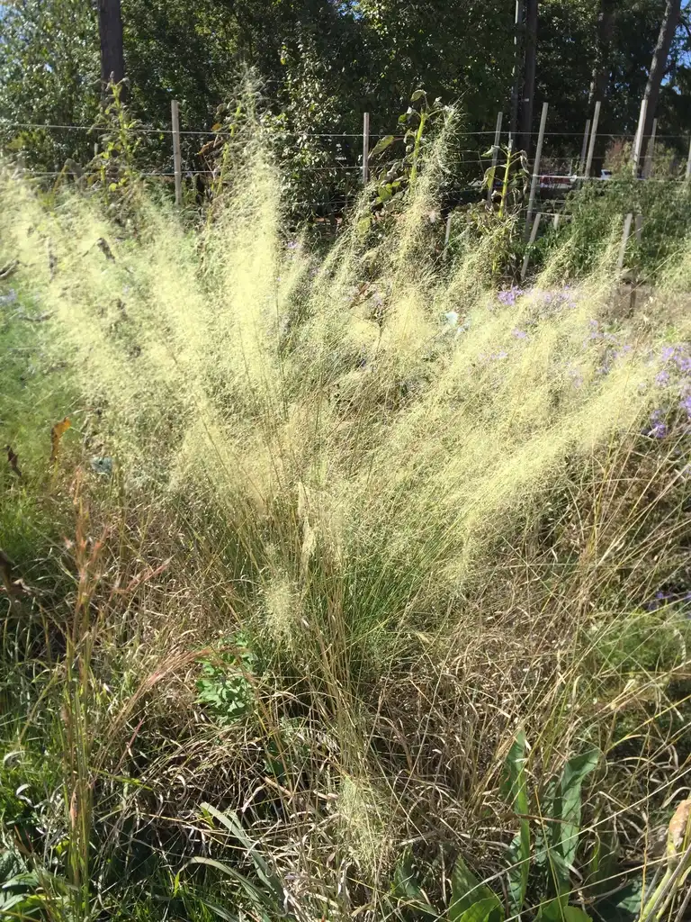 Photo of Muhlenbergia capillaris - 'White Cloud' form:Jim Robbins