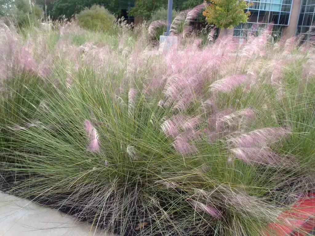 Photo of Muhlenbergia capillaris - Flower and Leaves:Jim Robbins