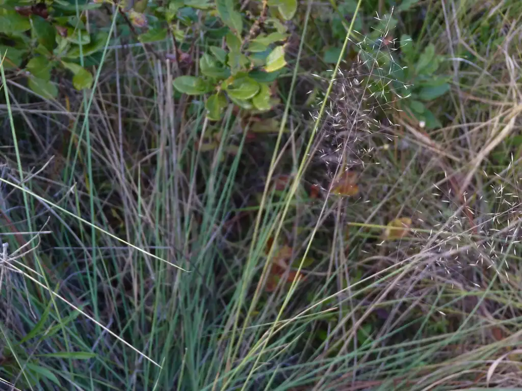 Photo of Muhlenbergia expansa (Muhlenbergia expansas)
