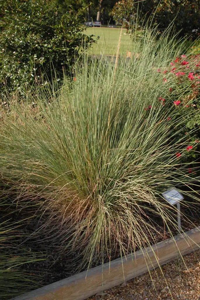 Фото Muhlenbergia lindheimeri (Muhlenbergia lindheimeris)