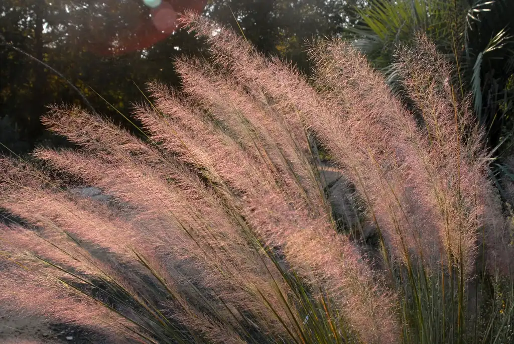 Photo of Muhlenbergia 'Pink Flamingos' (Muhlenbergia 'Pink Flamingos's)