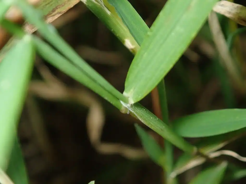 Photo of Muhlenbergia schreberi (Muhlenbergia schreberis)