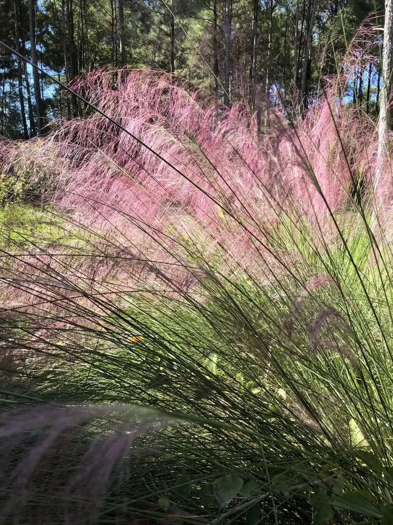 Photo of Muhlenbergia sericea (Muhlenbergia sericeas)
