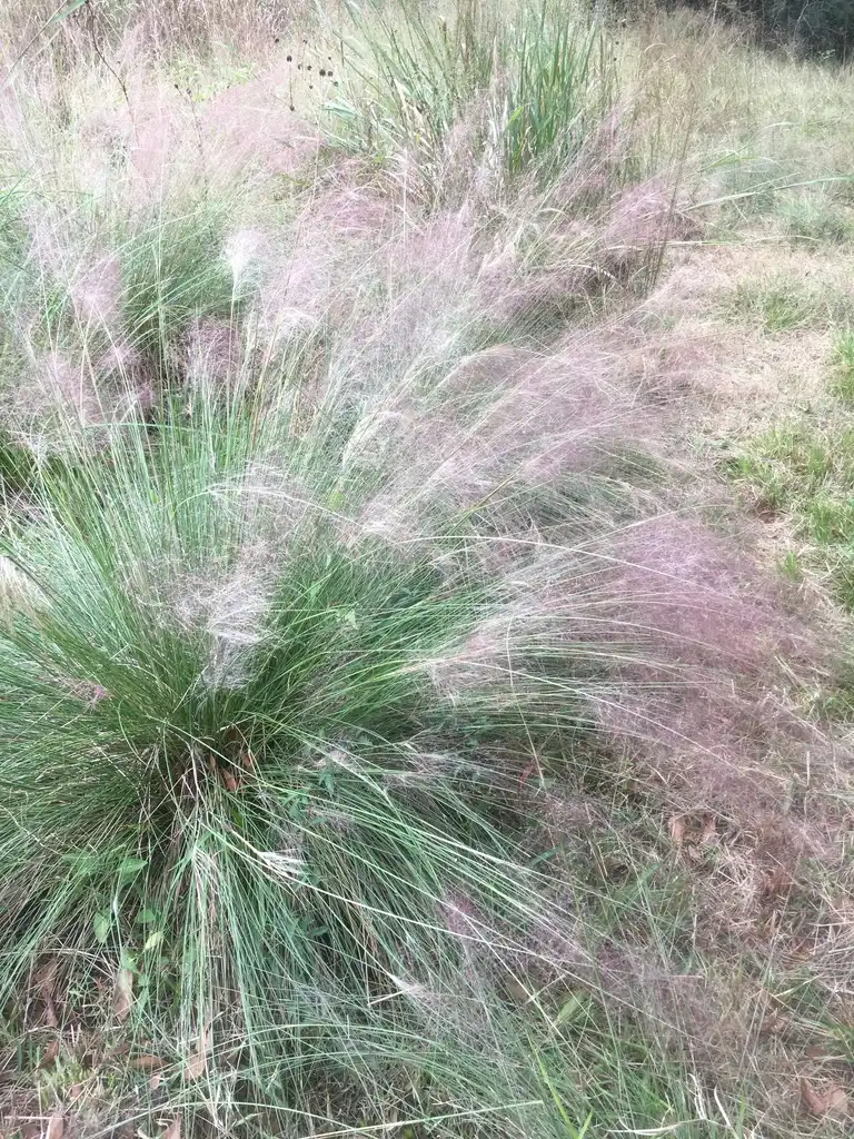 Photo of Muhlenbergia sericea (Muhlenbergia sericeas)