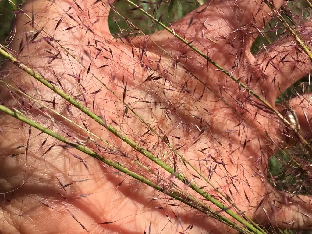 Photo of Muhlenbergia sericea - Leaves and stem:Shannon