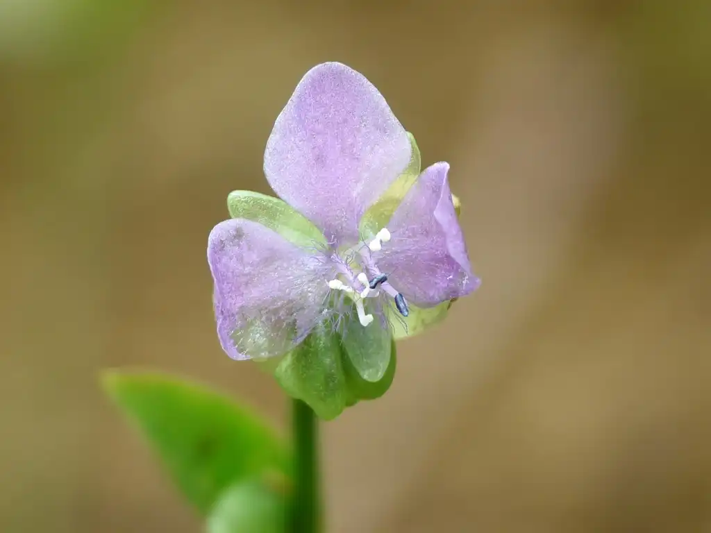 Фото Murdannia nudiflora (Murdannia nudifloras)