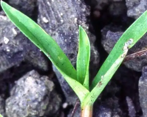 Фото Murdannia nudiflora - Leaves:J. Neal