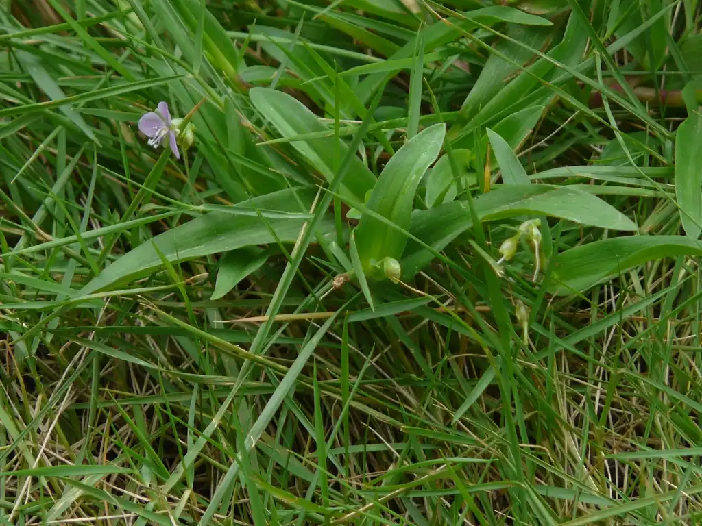 Фото Murdannia nudiflora - Flower and leaves:Dinesh Valke