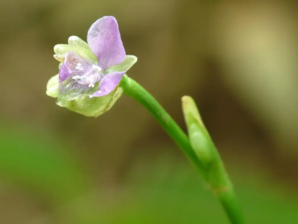 Фото Murdannia nudiflora - Flower:© 2014 Jee & Rani Nature Photography