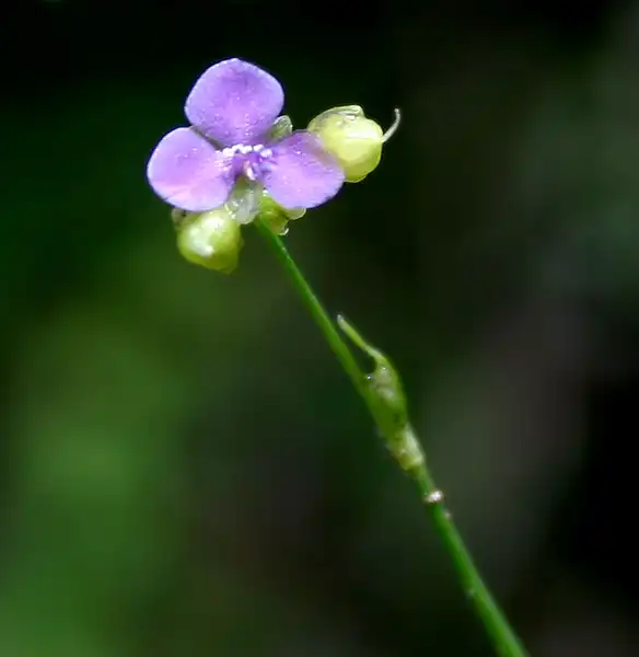 Фото Murdannia nudiflora - Flower with three petals:J.M.Garg